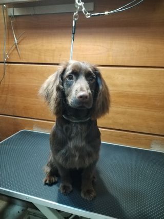 Peluqueria a Domicilio