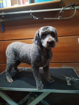 Peluqueria a Domicilio