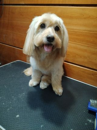 Peluqueria a Domicilio