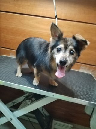 Peluqueria a Domicilio