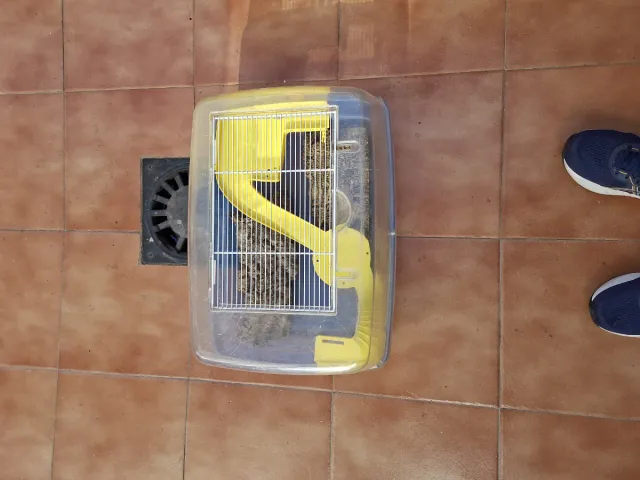 Tortuguera incluida Isla flotante