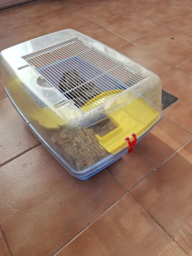 Tortuguera incluida Isla flotante