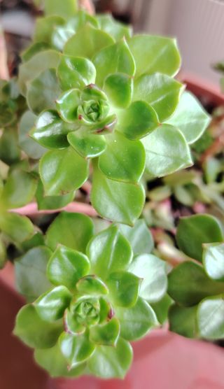 Sedeveria Letizia Pianta Succulenta