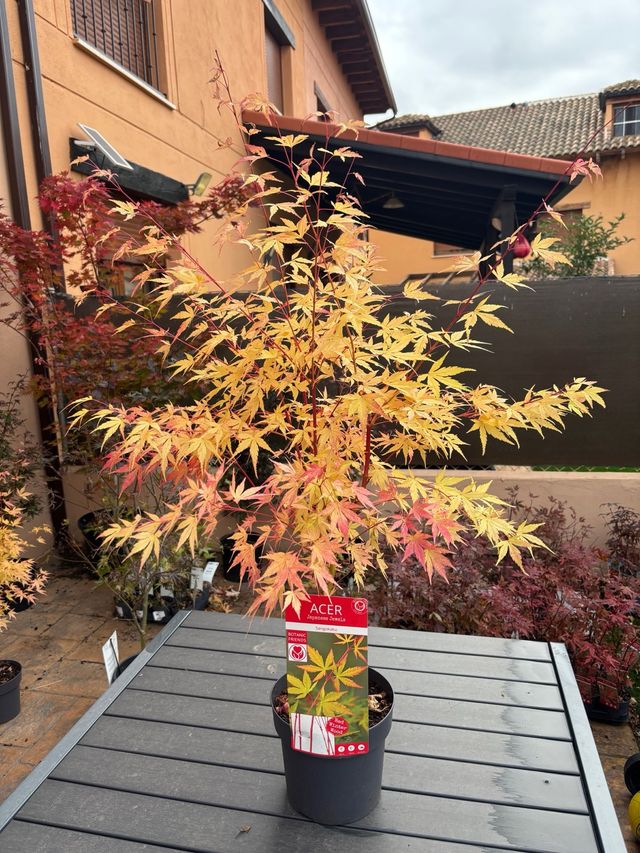 Arce Japonés SANGOKAKU