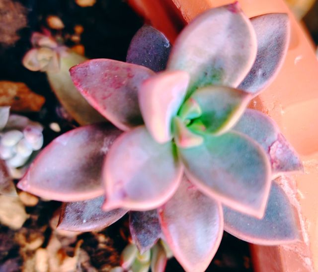 Graptosedum Bronze Pianta Succulenta 7 cm radicata