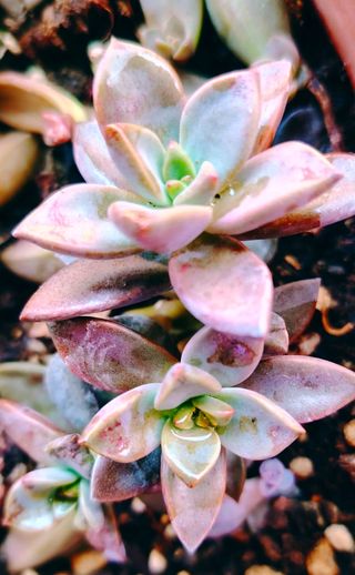 Graptosedum Bronze Pianta Succulenta 7 cm radicata