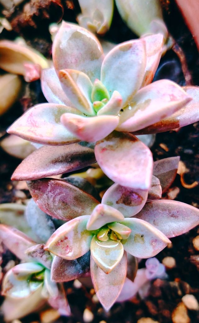 Graptosedum Bronze Pianta Succulenta 7 cm radicata