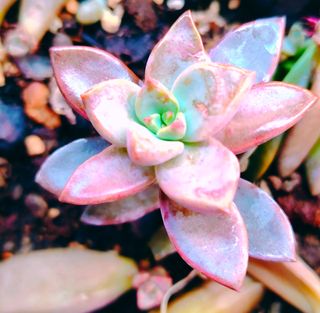 Graptosedum Bronze Pianta Succulenta 7 cm radicata