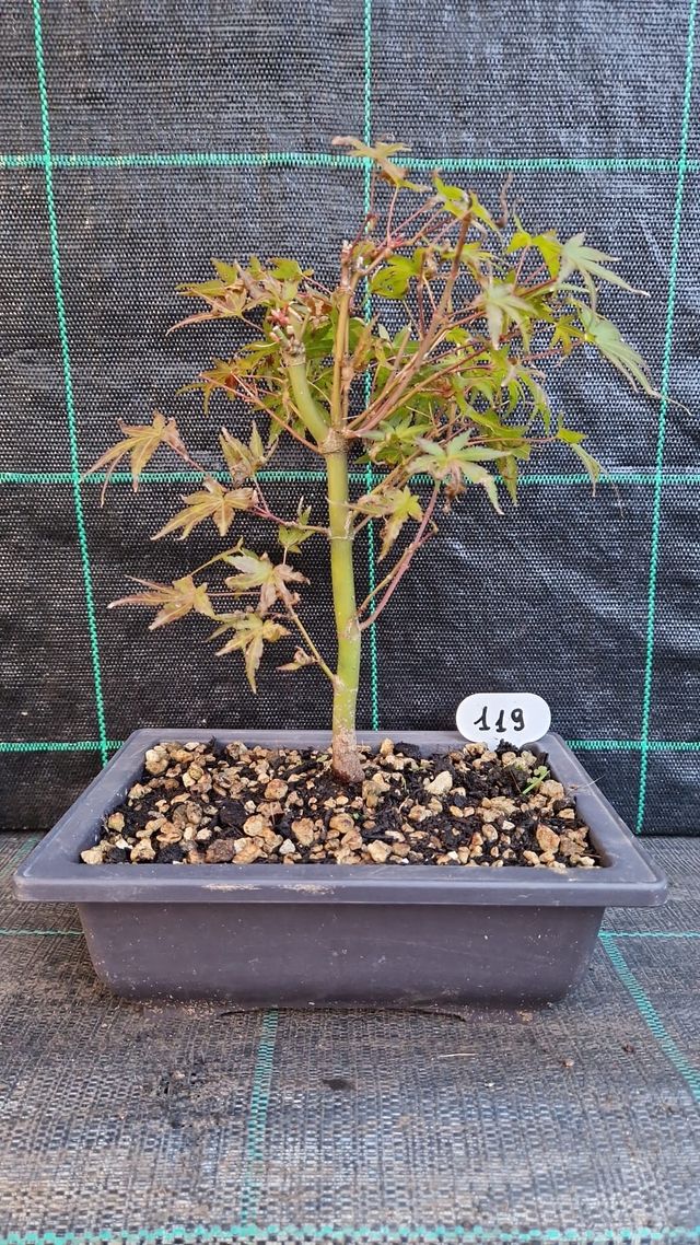 Bonsai di Acero Palmato Verde Giapponese 119