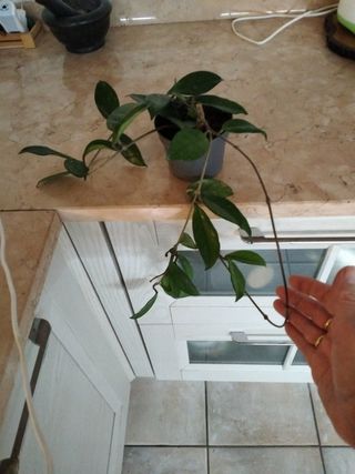 Pianta oya carnosa fiore di cera già radicata