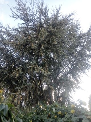 Cedro japonés de gran altura