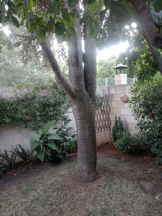 Cedro japonés de gran altura