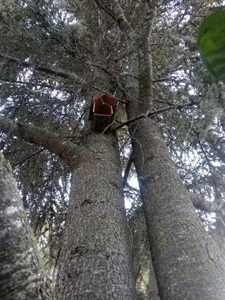 Cedro japonés de gran altura