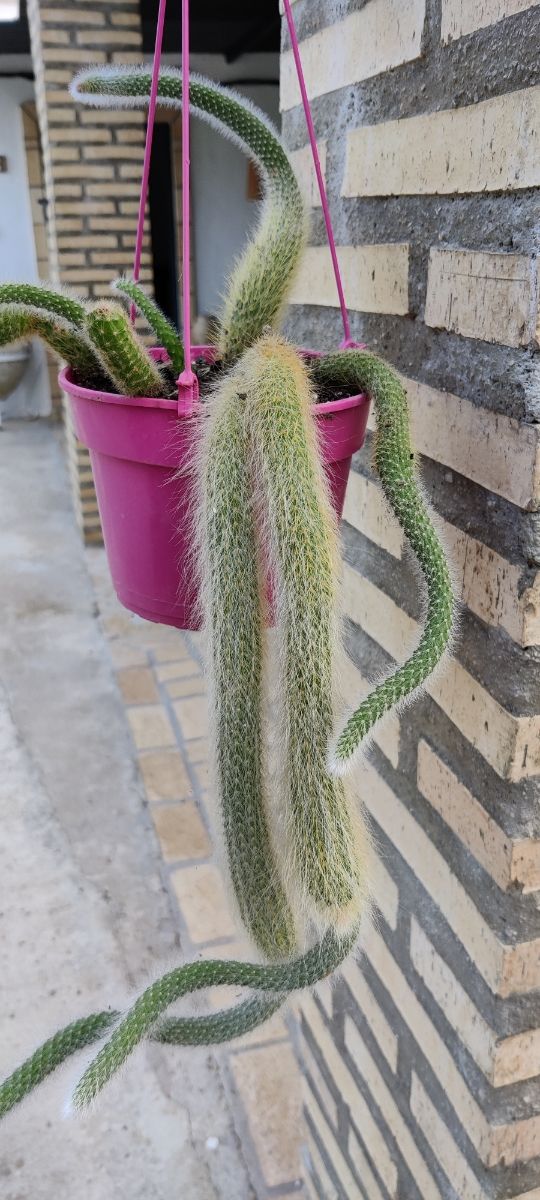Cactus Cola de Mono Colgante