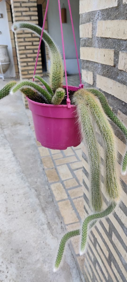 Cactus Cola de Mono Colgante