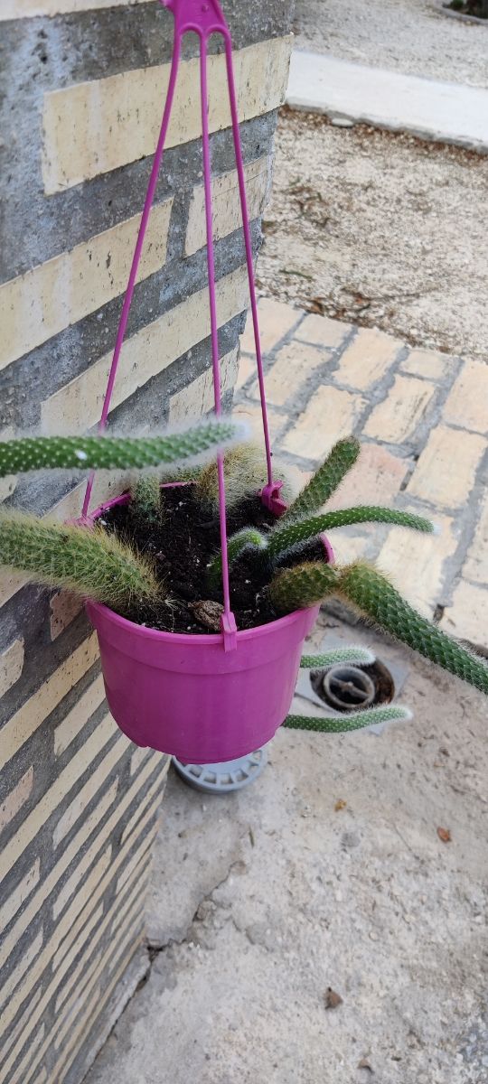 Cactus Cola de Mono Colgante