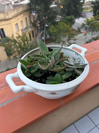 Terrario de suculentas en maceta
