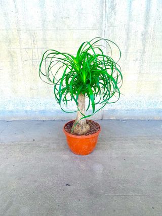 Planta interior/exterior “Beaucarnea recurvata”