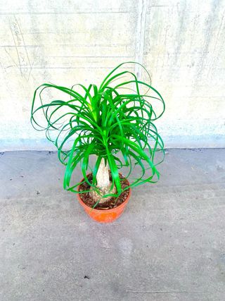 Planta interior/exterior “Beaucarnea recurvata”