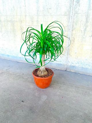 Planta interior/exterior “Beaucarnea recurvata”