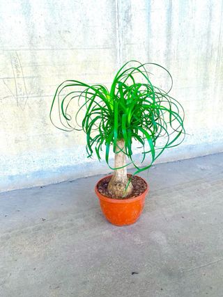 Planta interior/exterior “Beaucarnea recurvata”