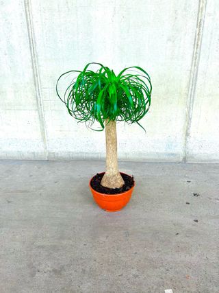 Planta interior/exterior “Beaucarnea recurvata”