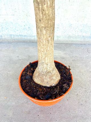 Planta interior/exterior “Beaucarnea recurvata”