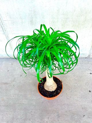 Planta interior/exterior “Beaucarnea recurvata”