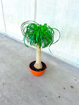 Planta interior/exterior “Beaucarnea recurvata”