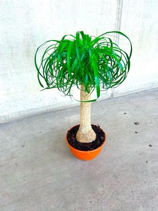 Planta interior/exterior “Beaucarnea recurvata”