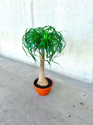 Planta interior/exterior “Beaucarnea recurvata”