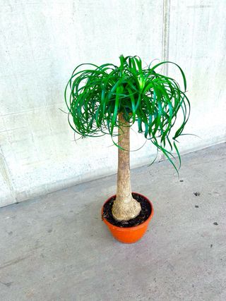 Planta interior/exterior “Beaucarnea recurvata”