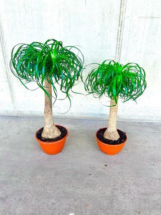 Planta interior/exterior “Beaucarnea recurvata”