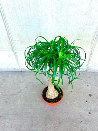 Planta interior/exterior “Beaucarnea recurvata”
