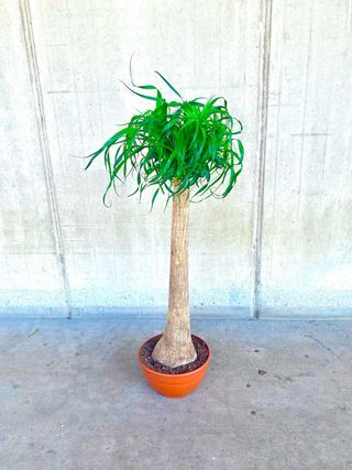 Planta interior/exterior “Beaucarnea recurvata”