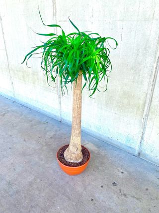 Planta interior/exterior “Beaucarnea recurvata”