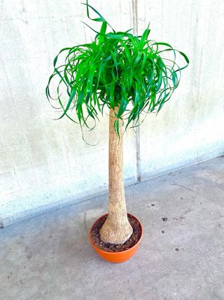 Planta interior/exterior “Beaucarnea recurvata”