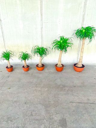 Planta interior/exterior “Beaucarnea recurvata”