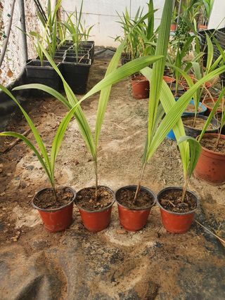 4 Plantones Palmera Coco Plumoso