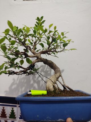 Bonsai ficus (oferta hasta el 21/12/25 90€)