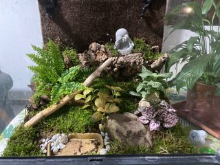 Terrario con helecho, musgo y fittonias