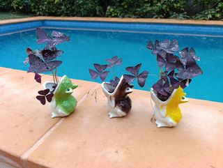 Rana con planta mariposa. 