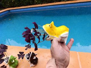 Rana con planta mariposa. 