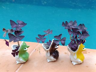 Rana con planta mariposa. 