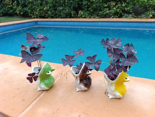 Rana con planta mariposa. 
