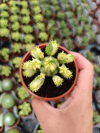 Suculentas Euphorbia Pseoglobulosa Variegata