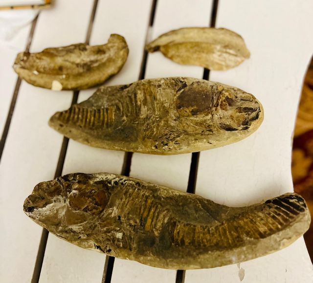 Lote 4 Fósiles Peces Auténticos