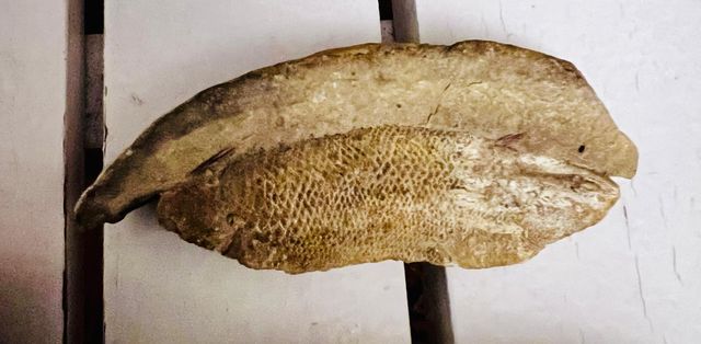 Lote 4 Fósiles Peces Auténticos