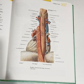 Sobotta Atlas de Anatomia Humana