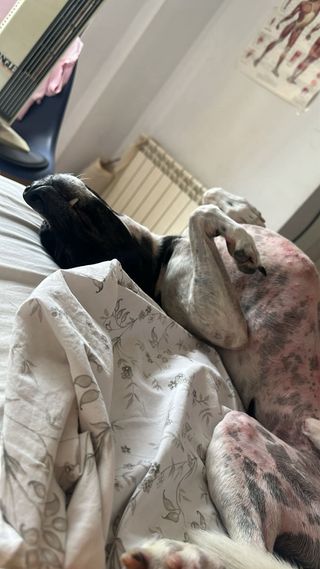 Cuidadora de animales y paseadora de perros